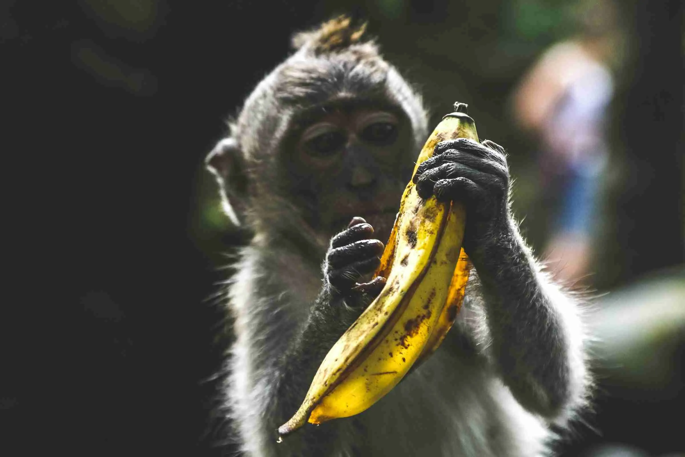 Monkey with a banana
