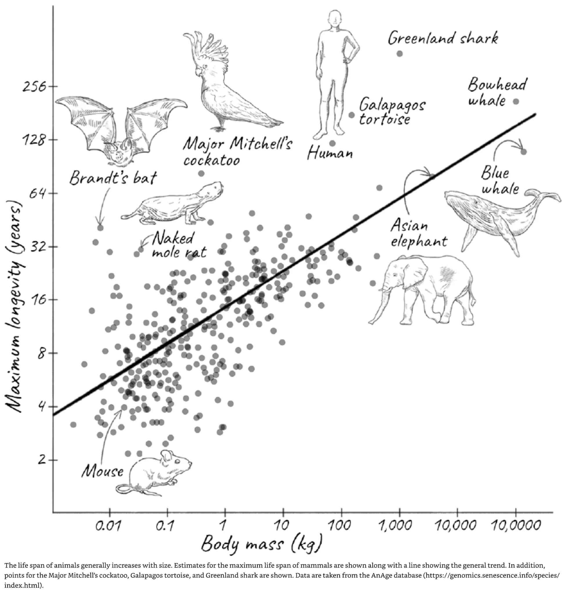 Small animals longevity versus weight chart