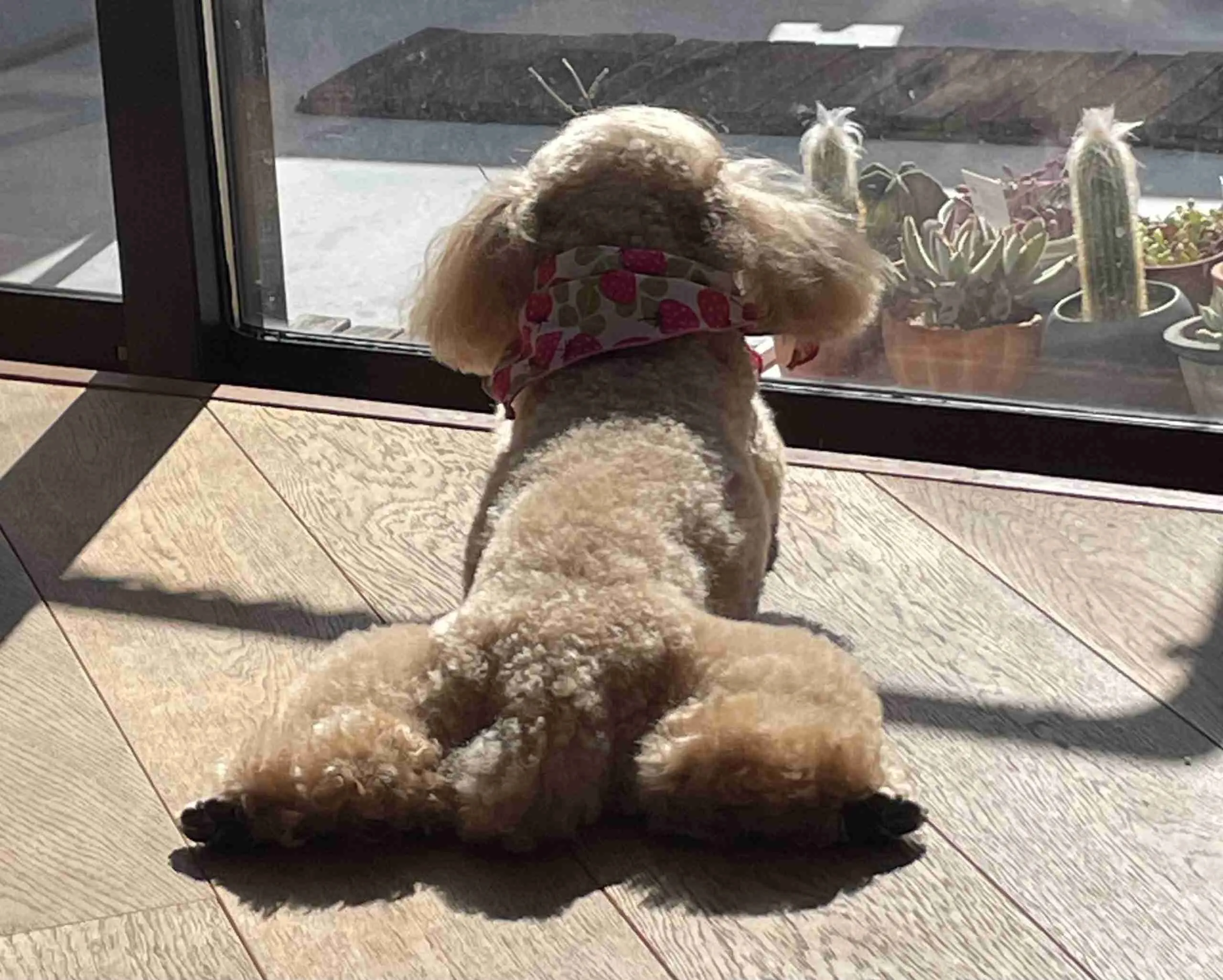 Dog sunning itself