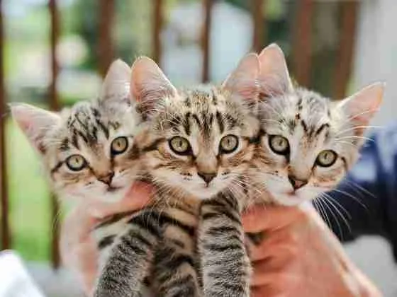 Three kittens