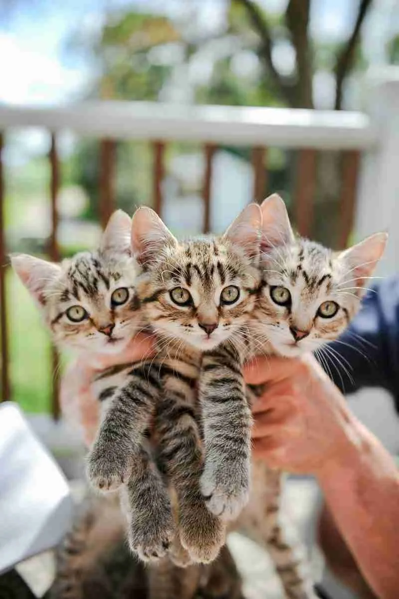Three kittens