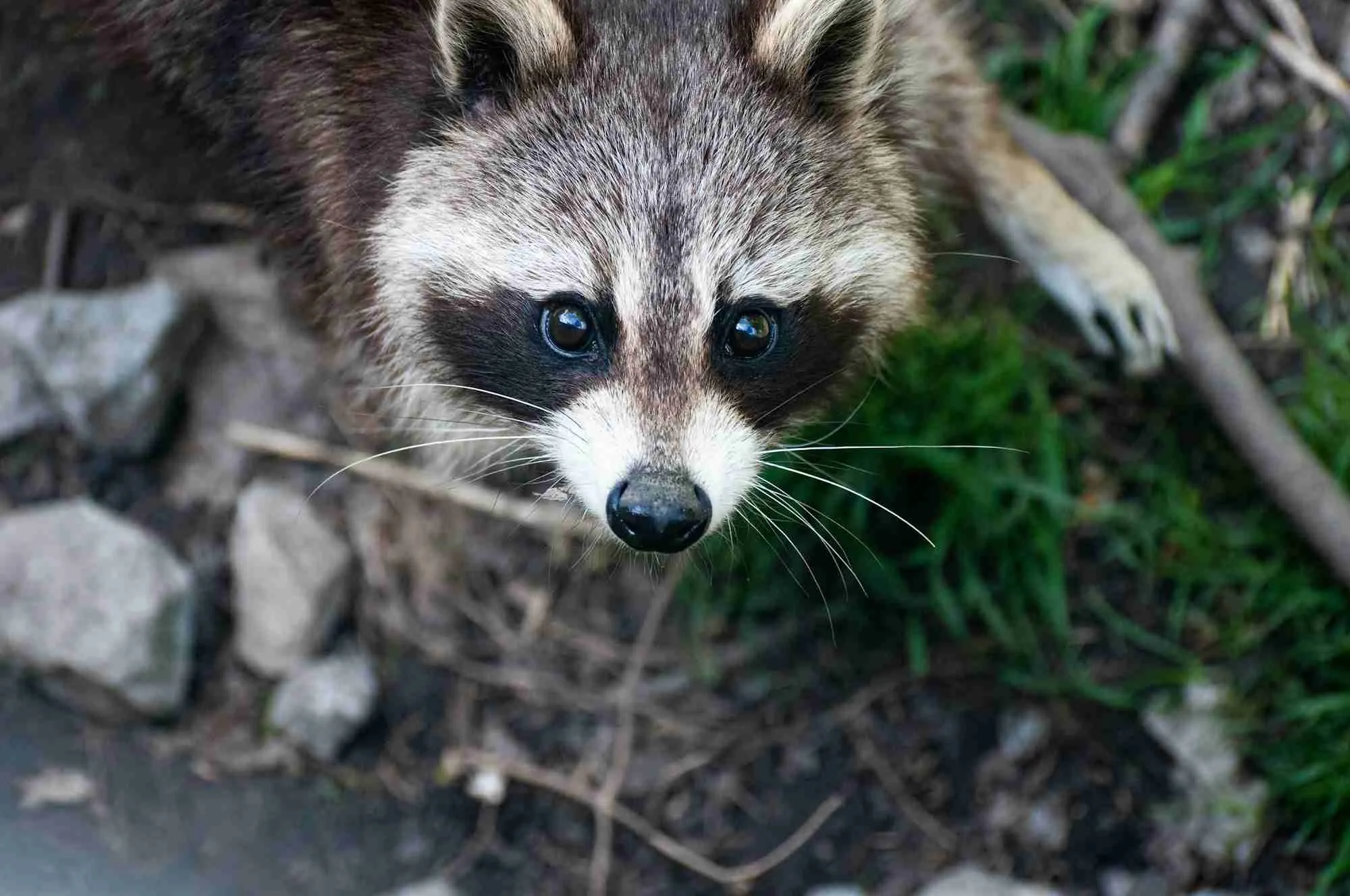 Raccoon looking up at the camera with pleading eyes