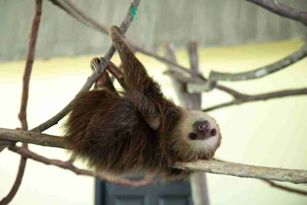 A sloth draped lazily over a tree branch